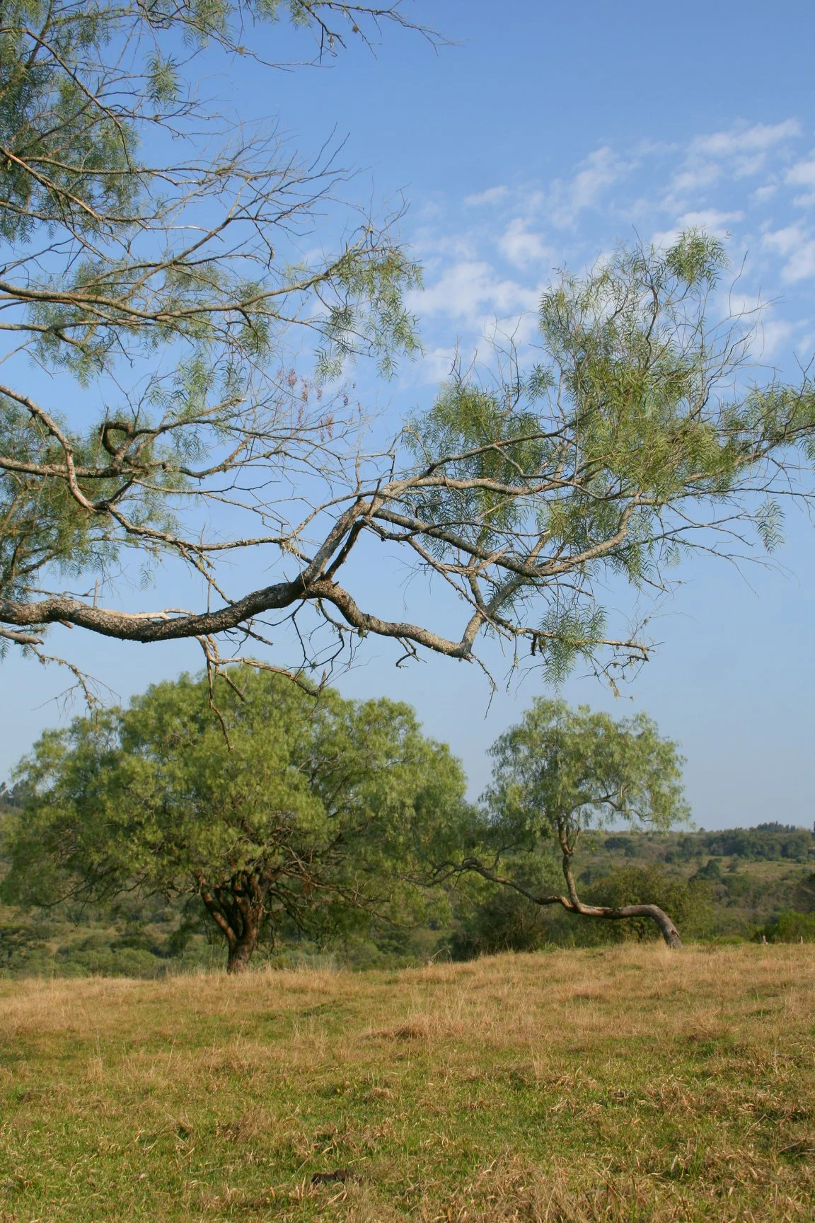 Foto do album Caçapava do Sul